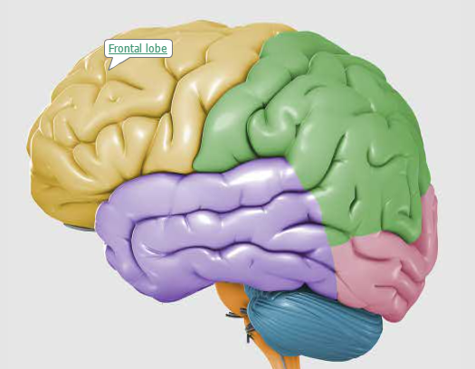 Lobes, Human Brain, Brain Injuries, Brain Functions