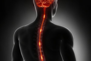 What Happens To The Spinal Cord When It Is Severed?