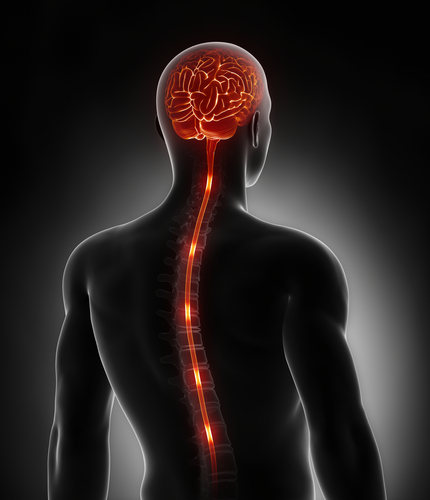 https://www.brainandspinalcord.org/wp-content/uploads/2019/04/faqs-sci-what-happens-to-the-spinal-cord-when-it-is-severed.jpg